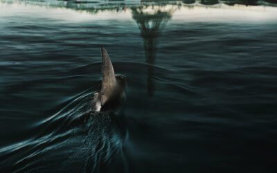 IMEP Alumni : Edouard Rigaudière et Anthony D’Amario, compositeurs de “Sous la Seine”